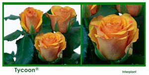 ROSE TYCOON 50